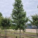 Liquidambar styraciflua - 1