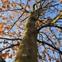 Fagus sylvatica 'Atropunicea' - 1
