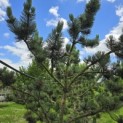 Pinus nigra Oregon Green - Foto 6