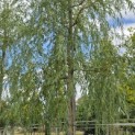 Salix x sepulcralis 'Chrysocoma' - Foto 2