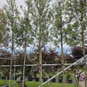 Quercus ilex - Foto 3