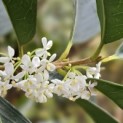 Osmanthus Aquifolium - impressiefoto najaarsbloei