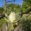 Magnolia 'Yellow River' - 1