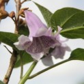 Paulownia tomentosa 'Hulsdonk' - 1