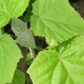 Paulownia tomentosa 'Hulsdonk' - 2