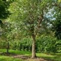 Betula nigra 566