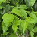 Cornus mas - juni 2026