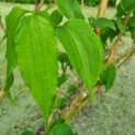 Heptacodium miconioides - Afbeelding 5