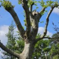 Platanus x hispanica - Foto 2