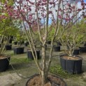 Malus toringo - 4