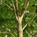 Catalpa bignonioides - 2