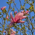 Magnolia 'Galaxy' - 1