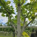 Acer platanoides 'Princeton Gold' - Foto 3