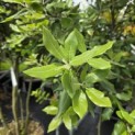 Quercus ilex - 5