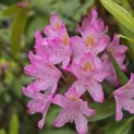Rhododendron ponticum 'Roseum' - Foto 4