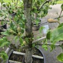 Pyrus c. 'Conference' - Foto 2