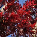 Acer palmatum 'Fireglow' - 1
