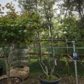 Quercus ilex - 6