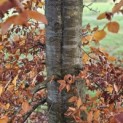 Fagus sylvatica 'Atropunicea' - 2