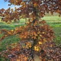 Fagus sylvatica 'Atropunicea' - 1