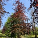 Fagus sylvatica 'Atropunicea' - 3