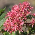 Heptacodium miconioides - 2