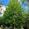 Platanus x hispanica - plataan