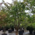 Lagerstroemia 'Natchez' - 1