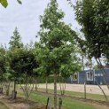 Liquidambar styraciflua - 2