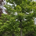 Liquidambar formosana var. monticola - 1
