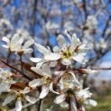 Amelanchier lamarckii. amerikaans krentenboompje bloesem
