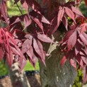 Acer palmatum 'Fireglow' - 5