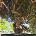 Acer palmatum 'Dragon's fire' - Foto 3