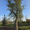Quercus Suber - 10