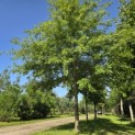 Quercus Palustris - 6