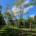 Salix x sepulcralis 'Chrysocoma' - 2025