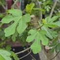 Ficus carica 'Brown Turkey' - Foto 4
