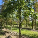 Liquidambar styraciflua - 3
