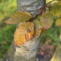Fagus sylvatica 'Atropunicea' - 6