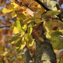 Fagus sylvatica 'Atropunicea' - 7