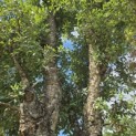 Quercus Suber - 5