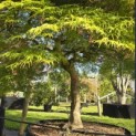 Acer palmatum 'Dissectum' - Foto 2