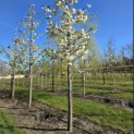 Prunus serrulata 'Shirotae' - Foto 1