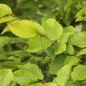 Carpinus Betulus - Foto 2