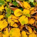 Carpinus Betulus - Foto 1