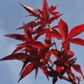 Acer palmatum 'Twombly's Red Sentinel' - Foto 4