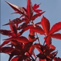 Acer palmatum 'Twombly's Red Sentinel' - Foto 5