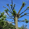 Tilia Tomentosa - 2