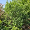 Amelanchier alnifolia 'Obelisk' - 2