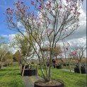 Magnolia 'Susan' - 1